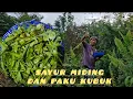 Download Lagu MENCARI SAYUR HUTAN DAN TERUS DI MASAK UNTUK LAUK MAKAN TENGAHARI DI PONDOK KEBUN //