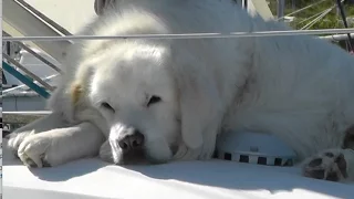 Adventures of an old Seadog Episode 10 ‘Daleks and storks’