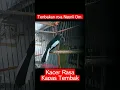 Download Lagu Tembakanya Ngeri Om - KACER Rasa Kapas Tembak #kacer #kacermania #kacergacor #kicaumania #kicau