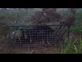 7 hogs in Voorhies Hog trap from Tractor Supply