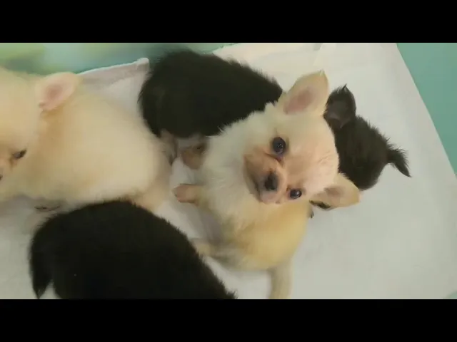 動画