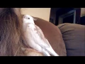 Ambient Sleepy Gunter