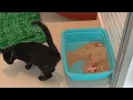 Ex-lovers names in litterboxes are just a part of RISPCA fundraiser