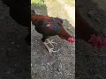 Download Lagu AYAM DERAJAT MENANG tinggi