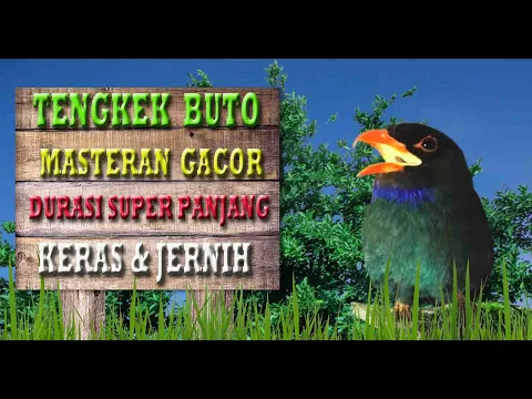 Download MP3 Suara Tengkek Buto Gacor Durasi Panjang Super Jernih