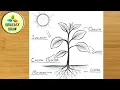 Photosynthesis process of Plant Diagram Drawing Easy How to Draw photosynthesis science project