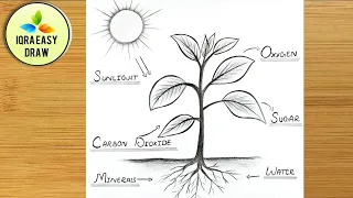 Photosynthesis process of Plant Diagram Drawing Easy How to Draw photosynthesis science project