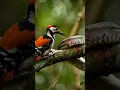 Download Lagu Burung pelatuk mengusir ular dan mematuknya sampai terluka parah! #woodpecker #burungpelatuk
