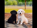 Download Lagu cute puppies funny video #puppy #cute #cutedog #dog #animals #shorts