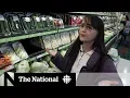 The reality behind food sensitivity tests CBC Marketplace