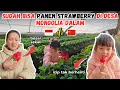 Lagu PETIK STRAWBERRY DI PEDESAAN CHINA 🇨🇳 UKURAN JUMBO