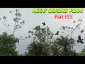 Download Lagu mulut burung punai makan buah andung andung!! punai datang terus