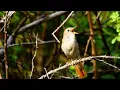 Download Lagu Bagaimana Burung Bulbul Menaikkan Volume: Efek Lombard Dijelaskan!