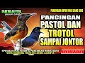 Lagu CARA CEPAT PASTOL \u0026 TROTOL MURAI BATU TERPANCING EM0SI FIGHTERNYA || Pancingan ampuh pastol \u0026 trotol