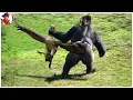 Download Lagu 15 Águilas Y Otras Aves De Rapiña Que Se Enfrentaron Al Oponente Equivocado