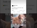 Download Lagu Wait a minute... #memes #funny #fyp #video #viralvideo #shorts #cat