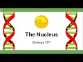 The Nucleus Biology101