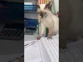 Lagu #BudakPengacau#cutecat#shortvideo#catlovers