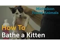 How to Bathe a Kitten