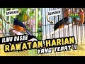 Download Lagu TIPS MURAI BATU LEBIH GAMPANG DI SETTING ‼️