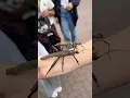 Download Lagu The Locust Dancе #dance #trend #shorts