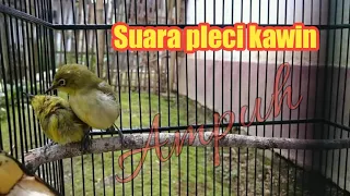 Download Terapi pleci kawin - sangat cocok untuk menaikkan birahi pleci jantan MP3