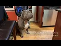 MOST BEAUTIFUL BLUENOSE PITBULL IN THE WORLD GIGANTIC HEAD ON BLUE PITBULL MANMADE KENNELS DOGS