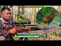 Download Lagu Rejeki BENGAL dan LOTUS15g ‼️ di Hutan Jati yang Penuh Kejutan