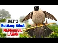 Lagu Suara Burung Kutilang Ribut Gacor Memanggil Temannya Cocok Untuk Masteran Dan Pikat