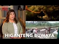 PINAKAMALAKING PHILIPPINE CROCODILE NAHULI SA NORTH COTABATO Kapuso Mo Jessica Soho