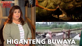 PINAKAMALAKING PHILIPPINE CROCODILE NAHULI SA NORTH COTABATO Kapuso Mo Jessica Soho