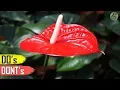 ANTHURIUM PLANT CARE TIPS - INDOOR FLOWERING PLANT