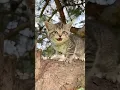 Download Lagu Mau Mau // billi // billi ki awaaz #cat #funny #sound #billi #billi #voice billi voice