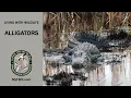 Living With Wildlife Alligators