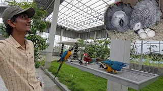 Never Expected My African Grey Parrots to Breed at This Time!