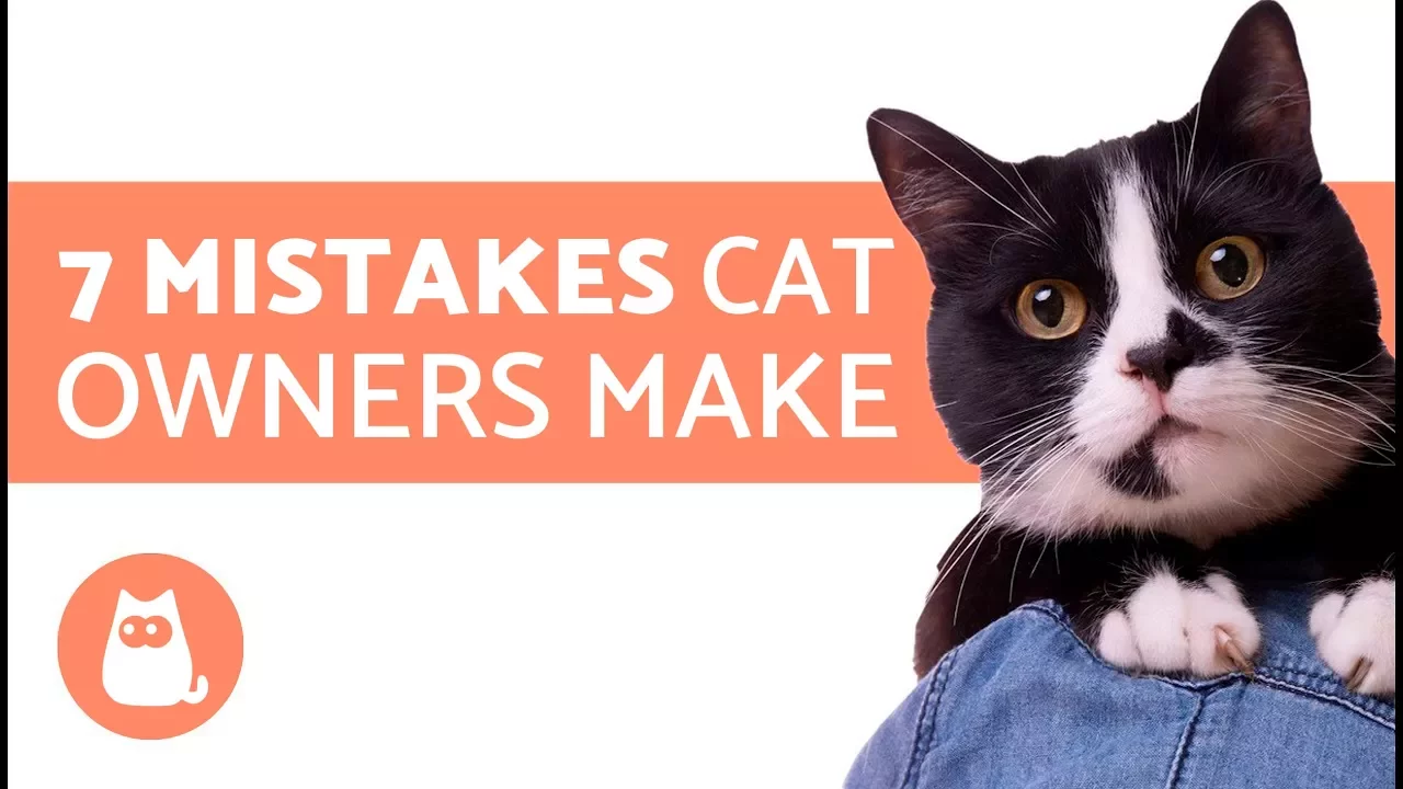 Outline Video 7 Mistakes cat owners make