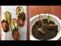 How to propagate durian trees by seeds