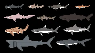 Sharks 2 - The Kids' Picture Show