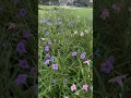 Download Lagu Hermosas Flores #flowers
