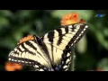 Download Lagu ✿ ♡ ✿ NICOLAS DE ANGELIS - Implora