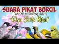 Download Lagu Suara Pikat Burung Kecil Kombinasi Kutilang Ribut Dan Sirtu Ribut