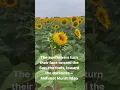 Download Lagu The sunflowers turn their face toward the Sun #quoteoftheday  #fyp #sunflower