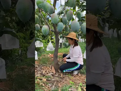 The Mango Protection Trick 😱 #shortvideo