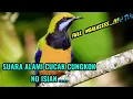 Download Lagu Suara alam CUCAK CUNGKOK ‼️mampu menaikan emosi cucak cungkok bahan ... agar cepat gacor.