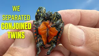 We Actually Separated Conjoined Twin Turtles... Here's How We Did It.