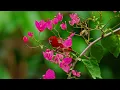 Gentle Piano & Bird Sounds |  Soothing Nature Music for Deep Relaxation & Sleep | 2026