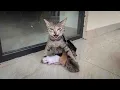 Download Lagu Een wanhopige moederpoes bracht haar pasgeboren kittens naar mijn huis voor hulp...