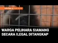 Download Lagu Warga Pekanbaru Pelihara Siamang Secara Ilegal Ditangkap Polisi | Liputan 6 Riau-Kepri