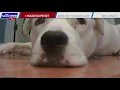 Houston pet non-profit against animal cruelty