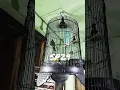 Download Lagu FALK aka PARKIT AUSTRALI ngekek panjanggg